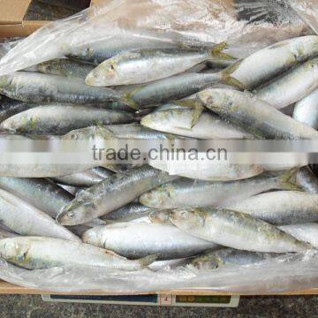 Frozen sardine seafood whole round