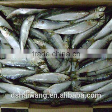 Whole Round BQF frozen fish sardine fish