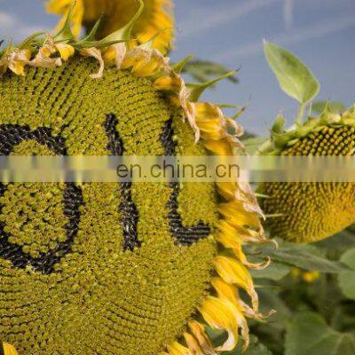Hydraulic Oil Sunflower Oil Olive Oil Pressing Machine Cold & Hot Pressing Machine photo-2