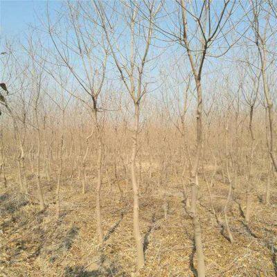 6 - Centimeter Chinese Tallow Trees, Cheap Price, Guaranteed Survival Rate photo-2