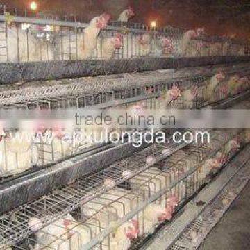 design layer chicken cages