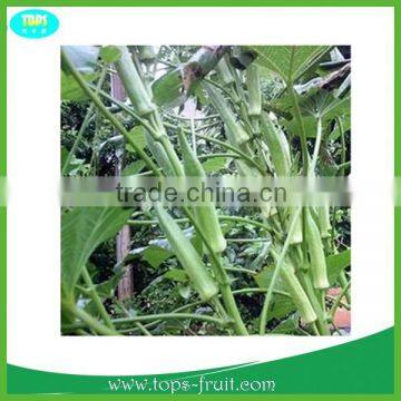 fresh okra 2015 new crop