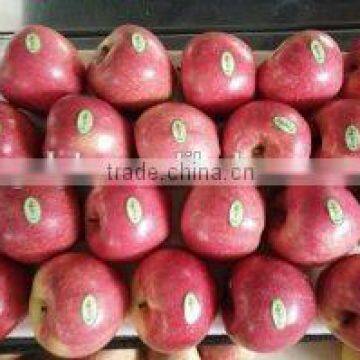 best qinguan apple