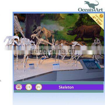 Exhibition hall animal skeleton model for sale