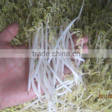 Hydroponic Fodder Machine photo-2