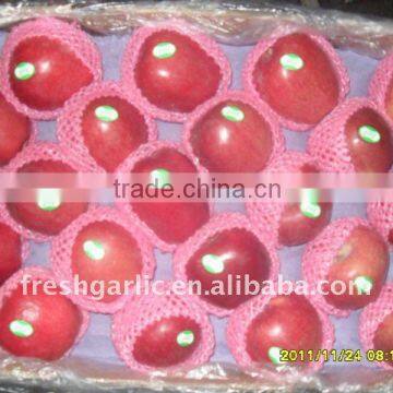 2010 new crop red huaniu apple