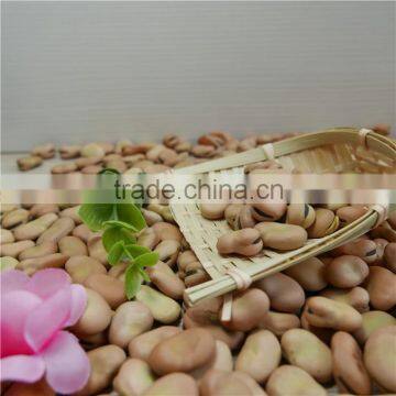 High Quality Yellow Broad Beans / Faba Beans / Fava Beans for Canning Food photo-3