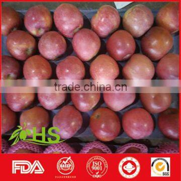 China red chief apple export to france