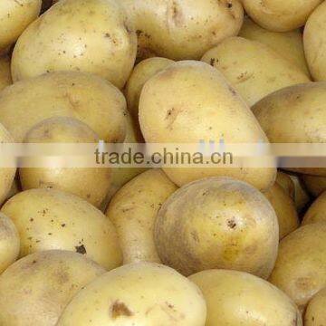 Fresh holland Potato