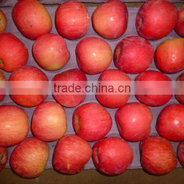 Fresh Apple,fuji Apple,apple photo-4