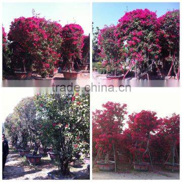 Small Medium Big Size Multicolor Blooming Bougainvillea Spectabilis Willd of Decorative Ornamental Outdoor Indoor Bonsai Plants
