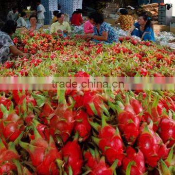 Frozen White or Red Dragon Fruit