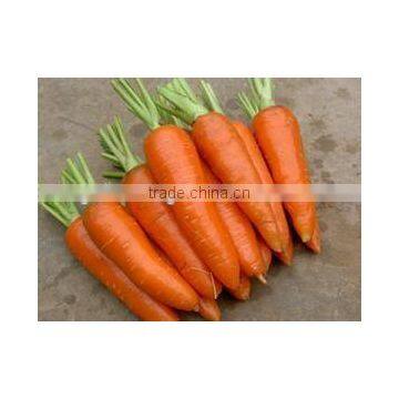 Fresh Carrot of High Quality & Competitive Price