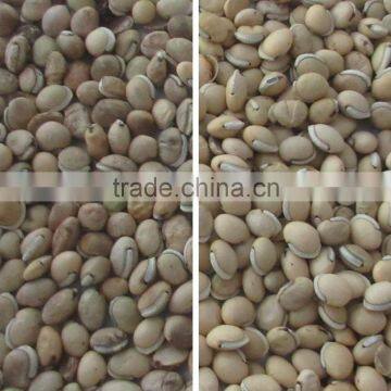 Bean Color Selecting Machine photo-3