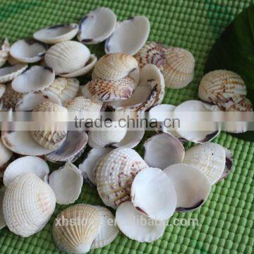 Natural Decotative Semicassis Inornata Seashell for Sale