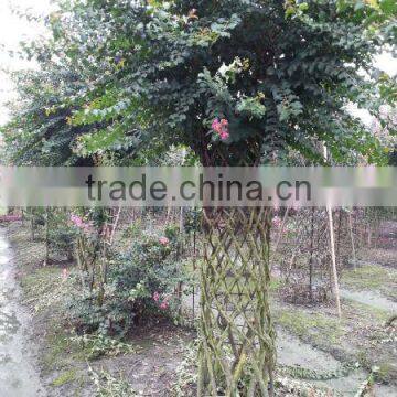 Lagerstroemia Indica Bottle Gourd and Cage Shape Trees photo-5