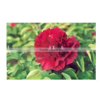 Tree Peony Plant Root Shou An Hong