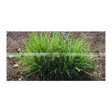 Palmarosa Oil photo-3