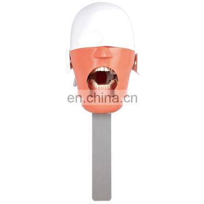 Cheap Price Stainless Steel Dental Phantom Head for Dental Teaching photo-5