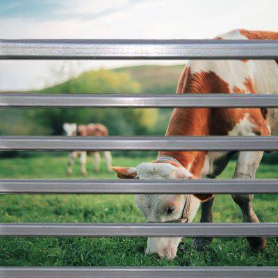 Hot Dip Galvanized Cattle Panels Traditional Design Security Fence for Farming Security