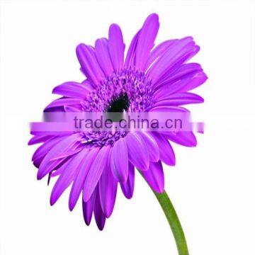 Fresh Nice Gerbera Cut Flower With Colorful Flowers photo-2