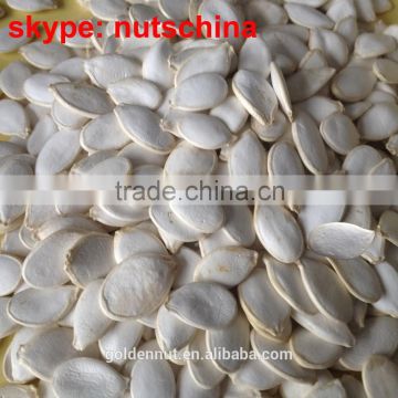 SNOW WHITE PUMPKIN SEEDS 11cmup 13 cm up 11mm up 13 mm up