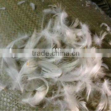 GB/T 10288-2003 Washed White Goose Feather