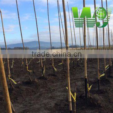 long bamboo pole Agricultural support bamboo