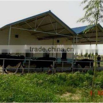 STEEL COW SHED BUILDING