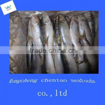 China Shandong frozen sardine