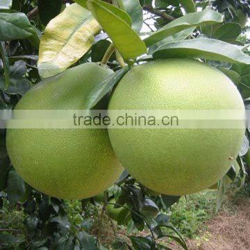 Fresh Pomelo best price from Vietnam