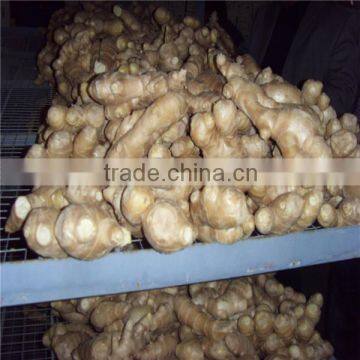 Old Ginger Variety and EXPORT Certification GINGER MATURED 9 MONTHS OLD