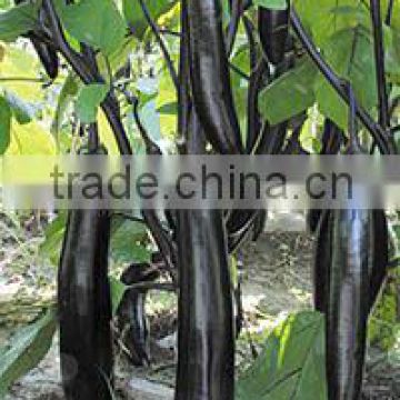 Early maturity hybrid High yield eggplant seeds for growing-Early Talent