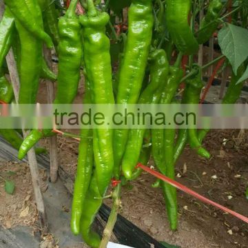 Hybrid Big Horn Yellow Green Pepper Seeds For Sale-3150