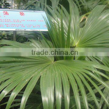 Ornamental Plant Livistona Chinensis