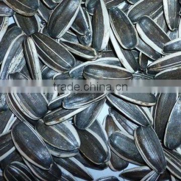 Chinese clean sunflower seeds5009 with good quality