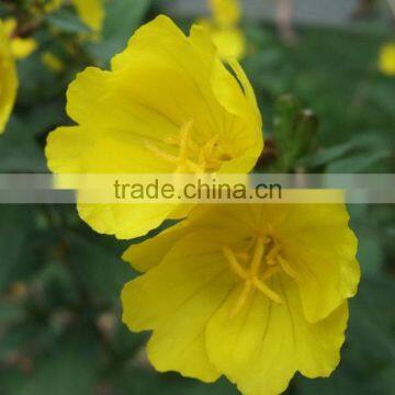 Plant Oil Supplement Evening Primrose Oil (GLA:9-10%) With FDA Certificate photo-2