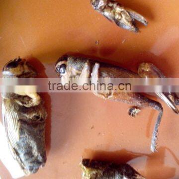Pet Bird Food Microve Dried Crickets photo-2
