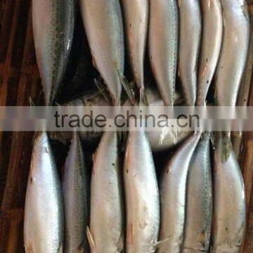 Frozen FIsh Mackerel Fish