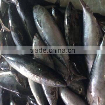 Whole Round Frozen Bonito Tuna photo-2