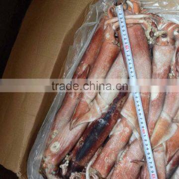 200-300g Frozen Seafood Japanese Flying Squid photo-2