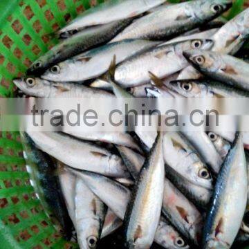 Frozen Pacific Mackerel Fish Good Quality photo-5