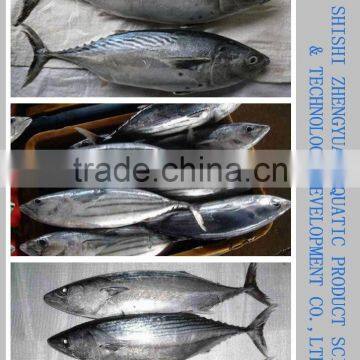 Frozen Tuna/Skipjack/Bonito Fish photo-2