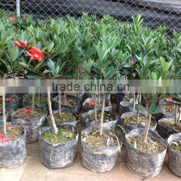 Camellia Japonica Tree Plant photo-6
