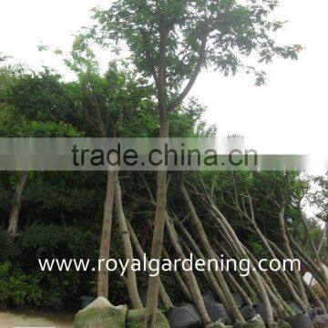 Cassia glauca trees Tropical and subtropical Trees