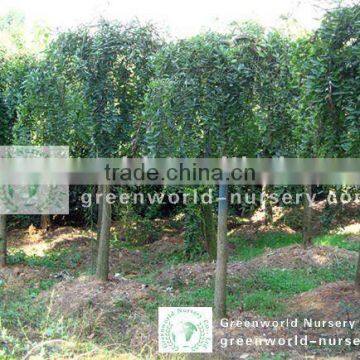 Sophora japonica landscaping plants