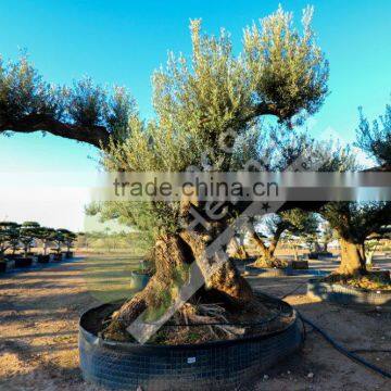 Fargas Collection - Millenary Olive Trees photo-6