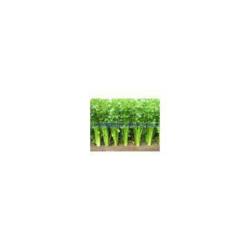 Celery seed Extract