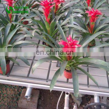 Coconut Plant Greenhouse Benches Expanded Mesh For Seeding Bed