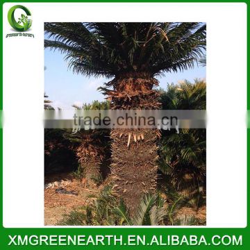 Cycas revoluta trunk height 1-1.2m (1)